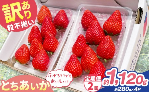 【定期便2回】訳あり 粒不揃い とちあいか 1,120g (280g×4P) | 栃木県 矢板市 澳原いちご農園