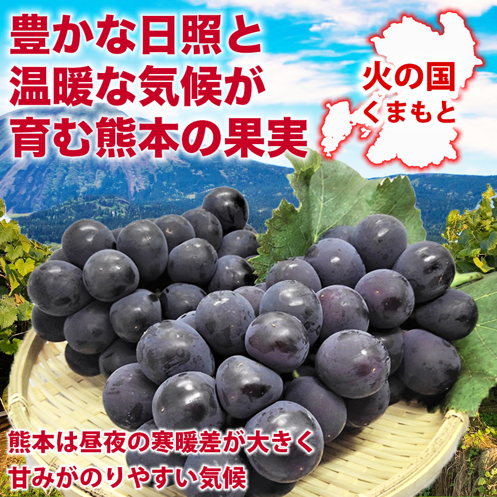 先行予約 巨峰 約2.4kg (8パック)【2026年7月下旬〜2026年8月下旬発送予定】きょほう フルーツ 果物 くだもの シャインマスカット ぶどう ブドウ 葡萄 国産 高級 大粒 ジューシー 