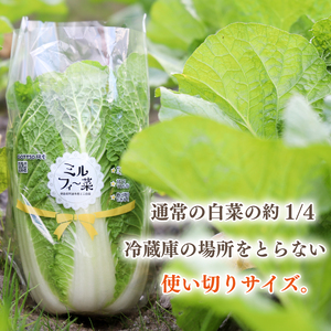 ミニ白菜 ミルフィ～菜 3個 野菜 やさい 白菜 はくさい 鍋  スープ 味噌汁 漬物 餃子 キムチ