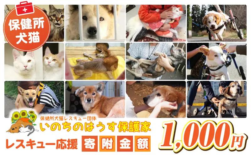 保健所犬猫レスキュー【返礼品なしのご寄附】_b0607_in