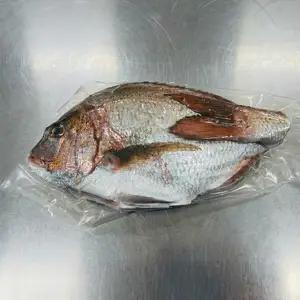 【 鯛 】 鯛まるごと 1匹 朝どれ 内蔵処理済み