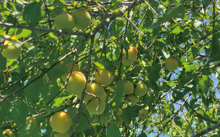昔ながらの手作り完熟梅干し 1.8kg【2026年1月中旬より順次発送致します。】/ 梅干し 梅干 梅 完熟 昔ながら 無添加 特別栽培農産物 減農薬 【zeu001B】