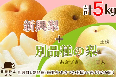 【先行予約】梨セット  5kg 新興と別品種｜京丹後市 梨