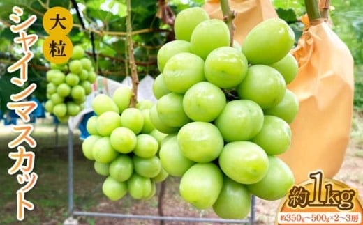 
            先行受付 大粒 シャインマスカット 約1kg（1房 約350g～500g×2〜3房入り） 【清水果樹園】【2025年8月上旬から8月下旬発送予定】
          