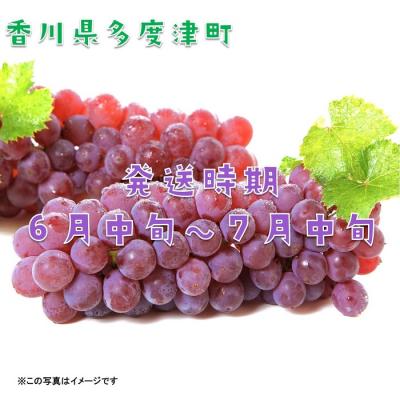 ふるさと納税 多度津町 多度津町白方特産　デラウェアぶどう【令和7年7月上旬より発送!】【B-20】 |  | 01