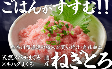 ＜選べる配送月＞【 神奈川県漁連 】 ＜ お徳用 ＞ 天然 まぐろ ねぎとろ 1kg（ 500g × 2P ） M077-011-02 冷凍 マグロ