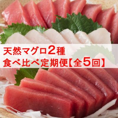 ふるさと納税 室戸市  厳選天然マグロ2種食べ比べ定期便【全5回】