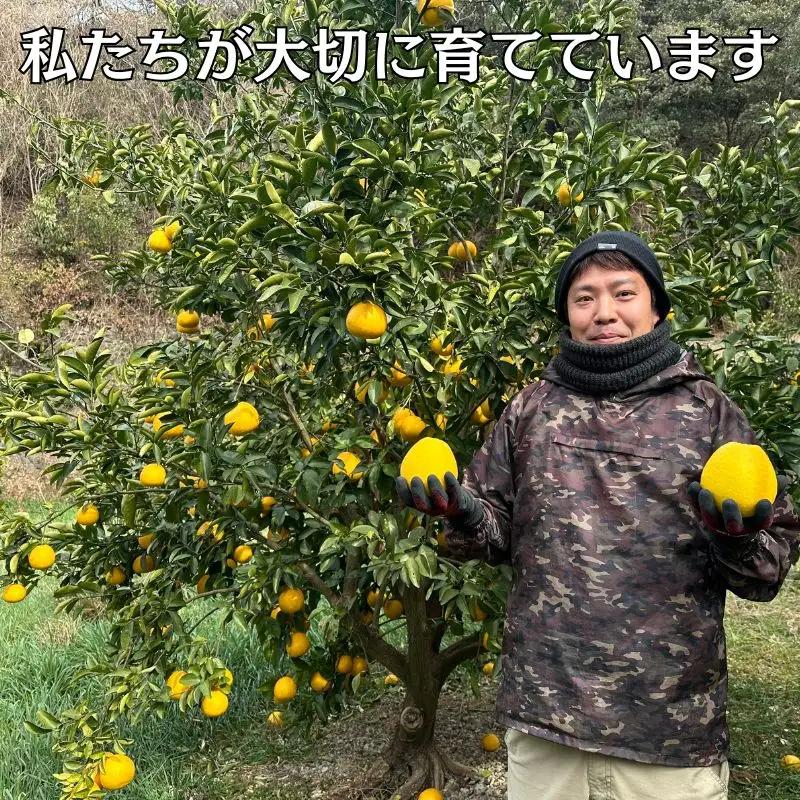 【10営業日以内発送】訳あり 河内晩柑 ばんかん 約 9kg 不揃い 大小ミックス 傷あり 期間限定 すぐ届く あっさり すっきり 甘い 柑橘 かんきつ フルーツ 果物 くだもの 厳選 愛媛 みかん 