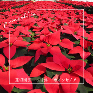 贈答用 ポインセチア アイスクリスタル（ピンク系）鉢植え 5号鉢（15cm鉢） 2025年12月上旬から順次発送 ピンク マーブル 花 フラワー 鉢植 植物 インテリア 冬 クリスマス 贈り物 プレゼ