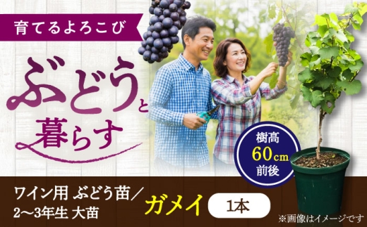 ワイン用 ブドウ苗(ガメイ)6号鉢入り 2〜3年生 大苗 樹高60cm前後 苗 苗木 果樹 / ぶどう ぶどう苗木 ブドウ 苗 植物 家庭菜園 くだもの 葡萄 ぶどうの木 庭木 植木 ガーデニング ボジョレー  ボジョレー・ヌーヴォ ガメイ フレッシュジュース ジュース ジャム タルト 収穫 熊本県 菊陽町【Herb＆Rose】 [BHCQ005]