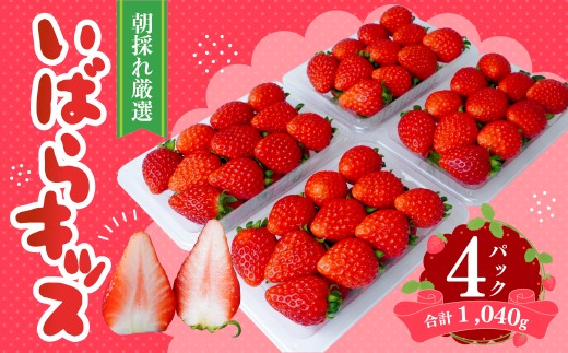 いちご いばらキッス 約260g×4パック | いちご 新鮮 産地直送 家族 子ども 大粒 いばらキッス フルーツ 旬 産地 直送 新規就農 若手 フレッシュ 完熟 甘い 朝採れ 採れたて 糖度 酸味 果物 デザート 贈り物 食べ比べ 人気 美味しい ブランド はる農園 茨城県 常陸太田市