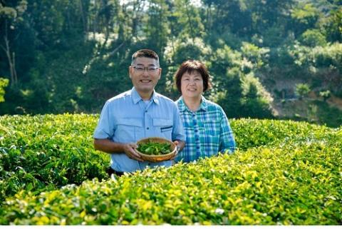 食べるお茶アイス12個【極み】セット　粉末茶付き