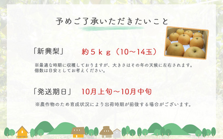 梨 新興梨 5kg（生橋農園）鳥取県産 