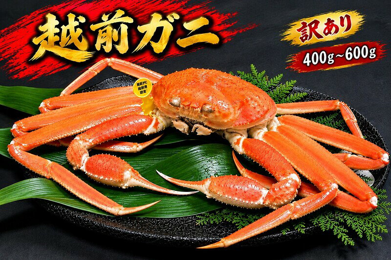 【ふるさと納税】【2月出荷】かに 越前ガニ 訳あり 1本足折れ 400g～600g ボイル 茹で 越前がに 越前かに ずわいがに ズワイガニ カニ 姿 蟹鍋 献上ガニ 産地直送 お歳暮 福井県おおい町 ギフト　お届け：2027年2月1日～2027年2月28日まで
