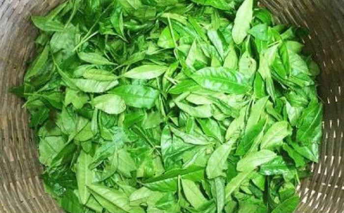 緑茶 茶葉 人気 八女茶 福岡