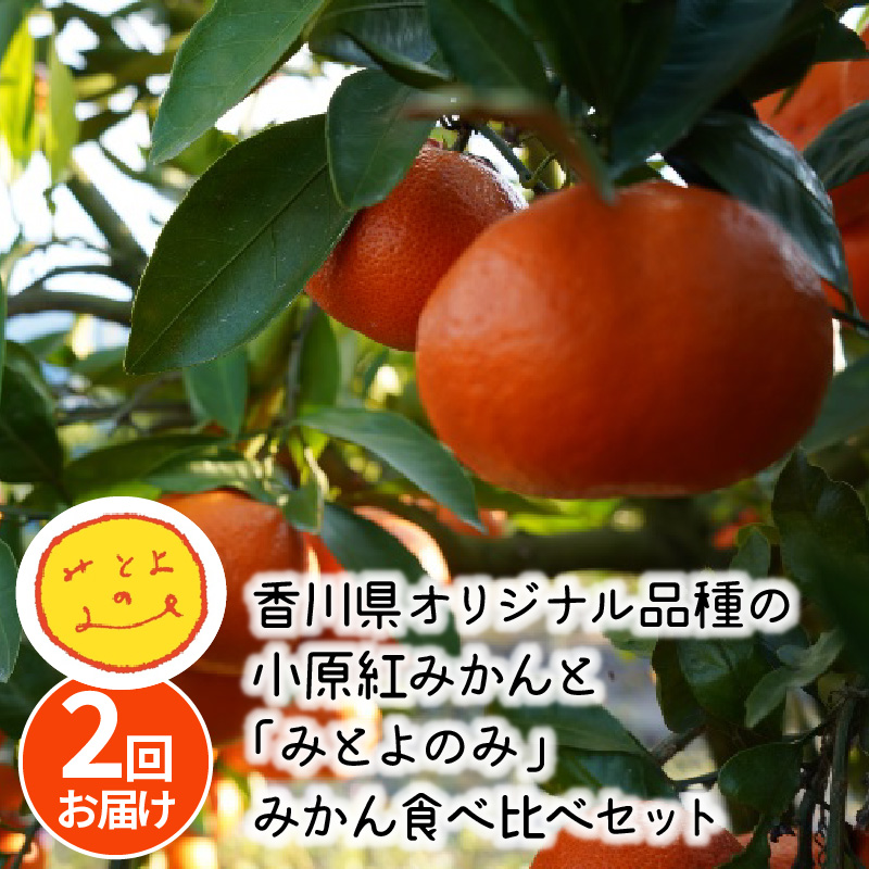 香川県オリジナル品種の小原紅みかんと「みとよのみ」みかん食べ比べセット（2回お届け）【2024年出荷分の予約受付】_M67-0008-2024