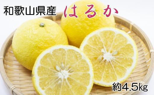 ［さわやか柑橘］和歌山県産はるかみかん約4.5kg（サイズ混合　秀品）★2026年2月下旬頃より順次発送［TM162］