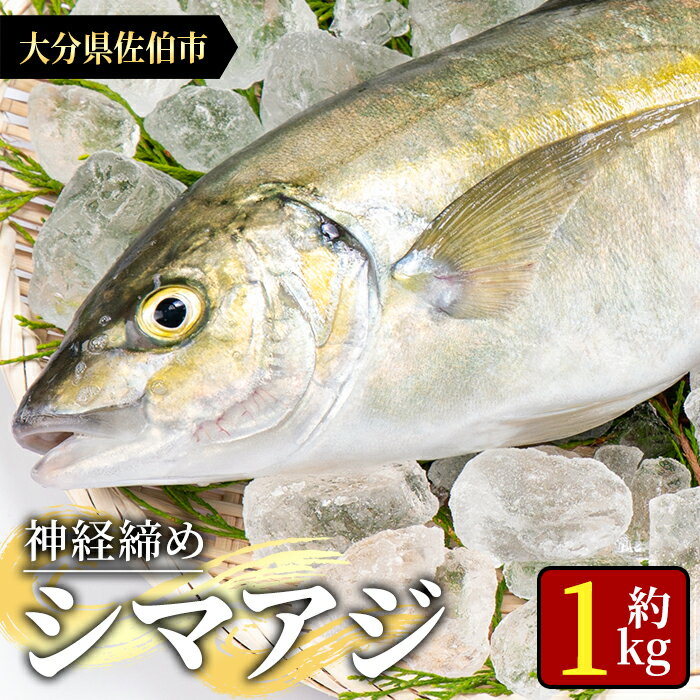 【ふるさと納税】鮮魚 シマアジ (1本・約1kg) 鯵 アジ あじ しまあじ 神経締め 獲れたて 海鮮 まるごと 刺身 塩焼き 冷蔵 海の直売所 大分県 佐伯市 ふるさと納税【AS87】【海べ (株)】