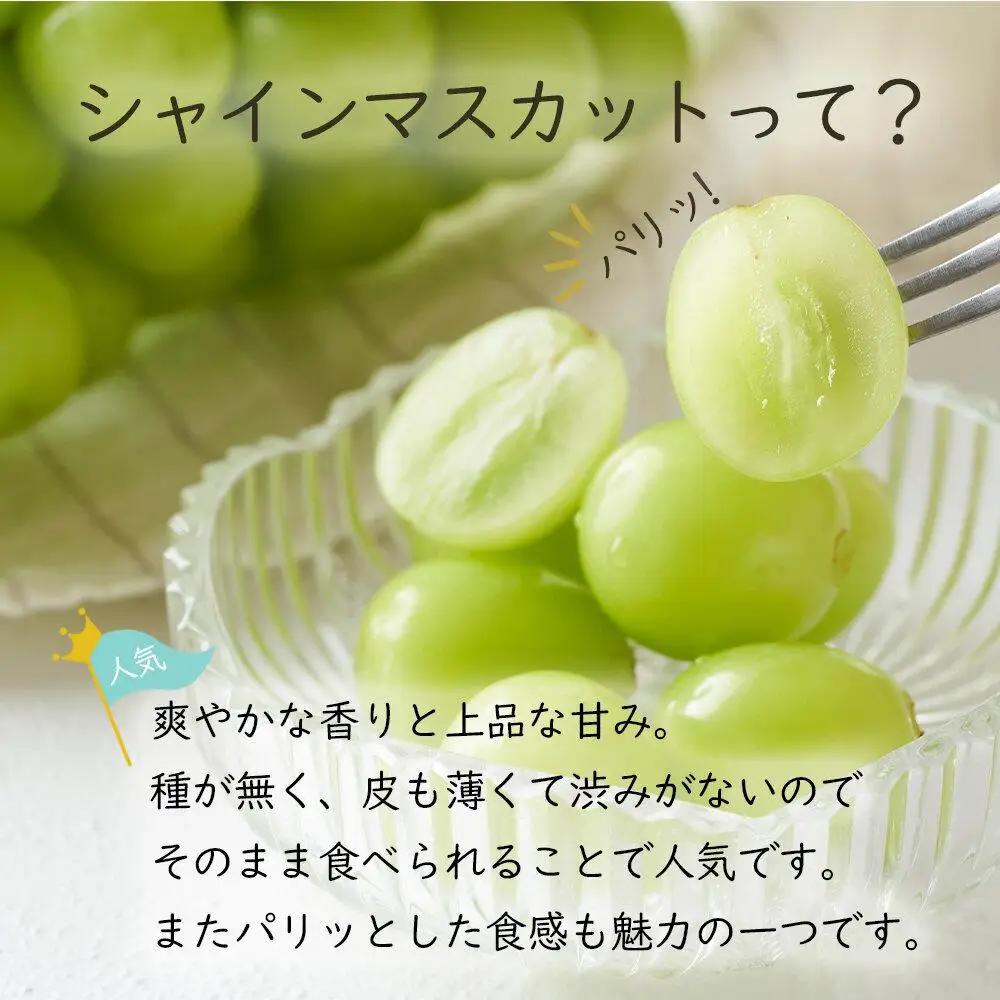 岡山県産 ぶどう 2026年発送  シャインマスカット 晴王 約500g×2房 計1kg 種無し 葡萄 フルーツ 果物 ギフト | シャインマスカット