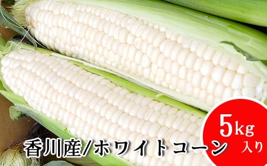 
            とうもろこし まるでフルーツと名高いのホワイトコーン！ 5kg 秀品 限定300セット！坂出市産【先行予約：2025年6月上旬～順次発送】
          