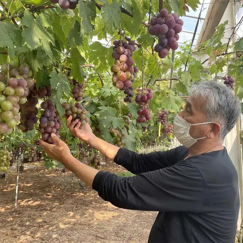 【先行予約】【農薬・化学肥料不使用】高級ぶどう 1房（600-700g） フルーツ ぶどう 葡萄 ブドウ ピオーネ 有機 無農薬 山口県 山陽小野田市 ふるさと納税 F6L-920