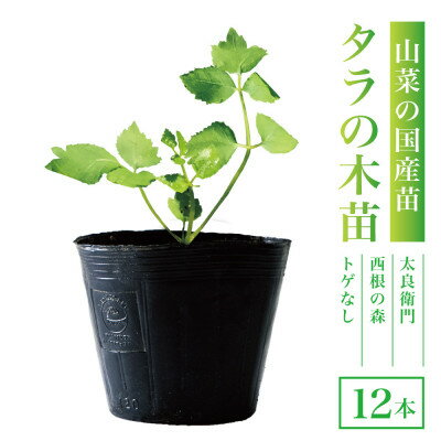 【ふるさと納税】【西根の森】タラの木の苗 12本(メダラ・栽培・ポット苗)国産山菜苗【1697550】