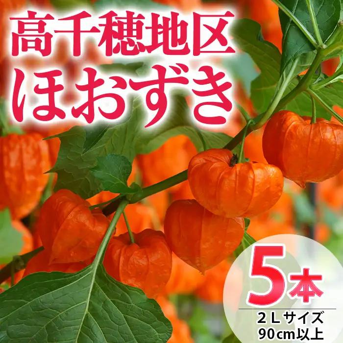 ＜先行予約受付中！2026年8月中旬までに発送予定＞＜数量限定・期間限定＞高千穂地区ほおずき(5本・2Lサイズ・90cm以上) 花 生花 フラワー 切り花 鬼灯 ホオズキ お盆【NK008】【宮崎県農業協同組合　高千穂地区本部】