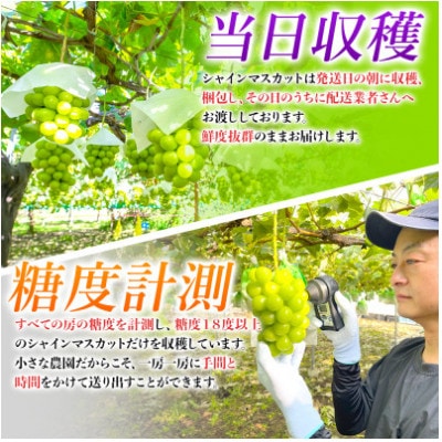 農園直送!訳ありシャインマスカット1kg以上 朝採れ 糖度18度以上 【2025年8～9月発送】【配送不可地域：離島】
