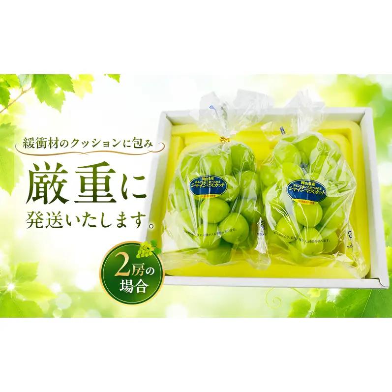 ぶどう 2026年 先行予約 定期便 赤秀ぶどう プレミアム シャインマスカット 晴王 2房 1.2kg 9月・10月 2回発送 船穂産 赤秀品 皮ごと食べる みずみずしい 岡山県産 満天フルーツ
