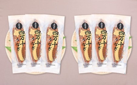 【鰻大好き定期便】四万十うなぎ 蒲焼き≪大≫12カ月定期 160gx6本／ うなぎ 国産鰻 土用の丑の日