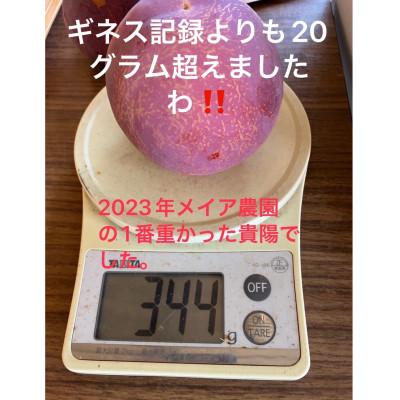 ふるさと納税 南アルプス市 【2026年発送/先行受付】すもも貴陽　デカ玉　約1.5キロ