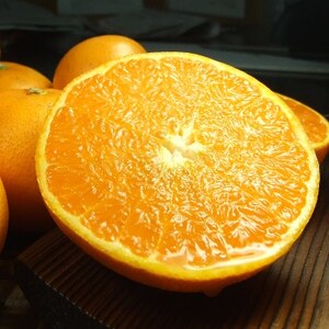 せとか[約5kg]和歌山県有田産春みかん 春柑橘(果実サイズおまかせ)【1223493】