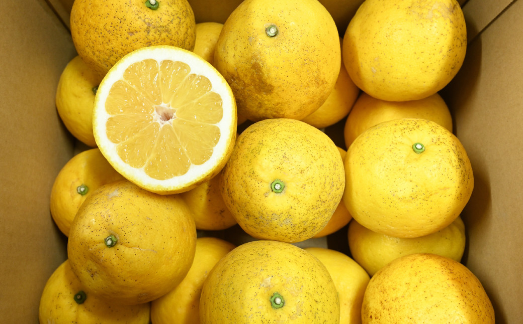 【訳あり】 河内晩柑 10kg 【えひめの町（超）推し！（愛南町）】（569-1）