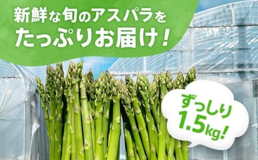 数量限定 先行予約 【訳有り】【規格外】 アスパラガス 春芽 2L～S 1.5kg【2月～4月お届け】｜朝採り 朝採れ 直送 グリーンアスパラガス アスパラ