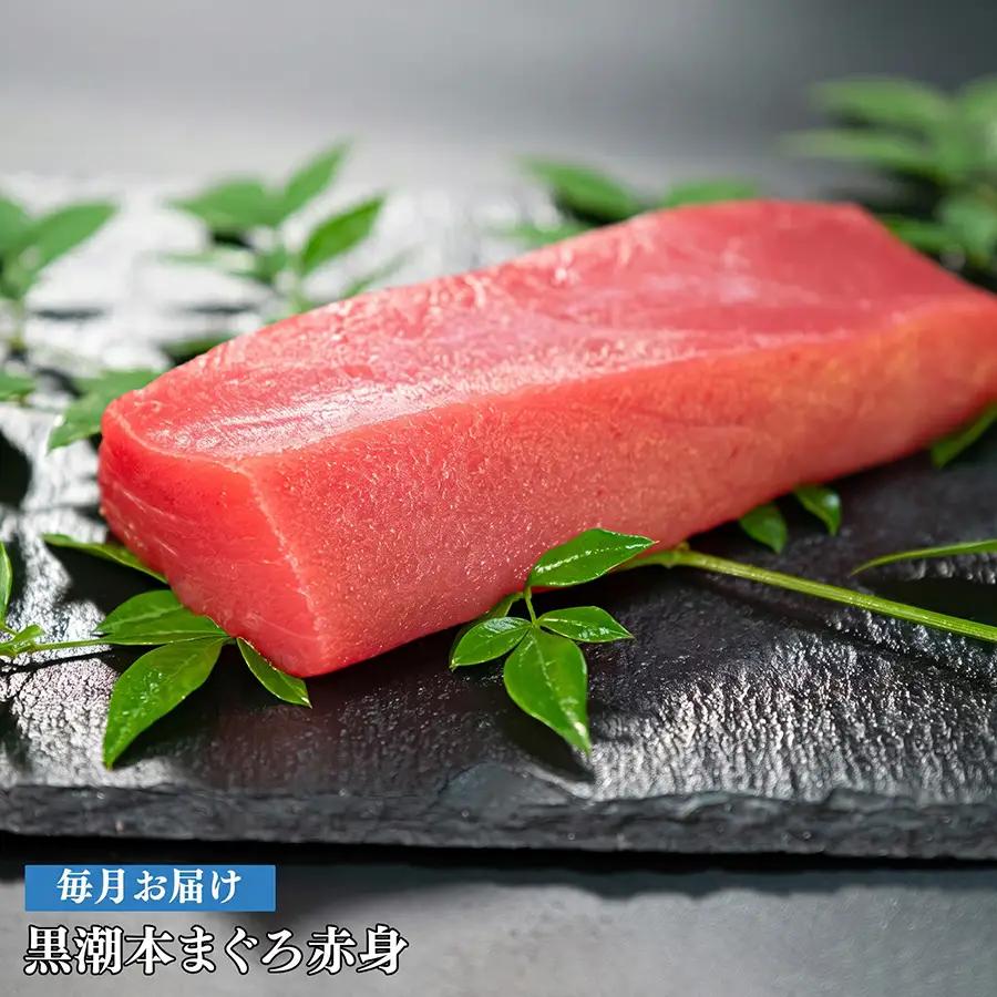 訳あり 不定貫 定期便12回 日本一!黒潮本まぐろ 赤身 (PT0080_0524)