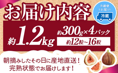 いちじく 福岡県産 ブランド いちじく とよみつひめ 約1.2kg (約300g×4パック) 【配送不可地域あり】【日付指定不可】 《8月中旬-9月末頃出荷(土日祝除く)》 福岡県   いちじく イチ
