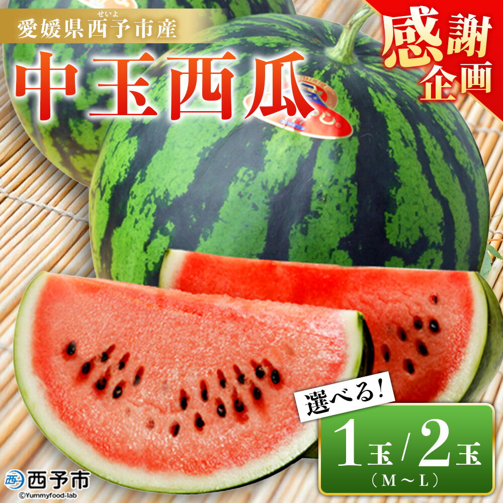 【ふるさと納税】【感謝企画】スイカ ＜愛媛県西予市産 中玉西瓜 1～2玉＞ 果物 くだもの 果肉 西瓜 すいか 中玉 中玉すいか 中玉スイカ M～L 5～7kg 高糖度 甘い 季節 国産 特産品 宇都宮物産 愛媛県 西予市【常温】『2026年7月上旬～8月上旬迄に順次出荷予定』