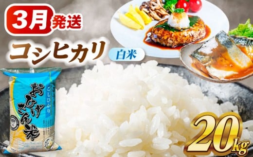 米 【3月発送】 コシヒカリ 白米 20kg 米 お米 20kg 20キロ 白米 精米 新米 コメ ご飯 ごはん 愛知県産 国産 県産米 国産米 コシヒカリ こしひかり 発送 時期 選べる 産地直送 大容量 令和7年 愛西市 / 脇野コンバイン [AECP023-7]