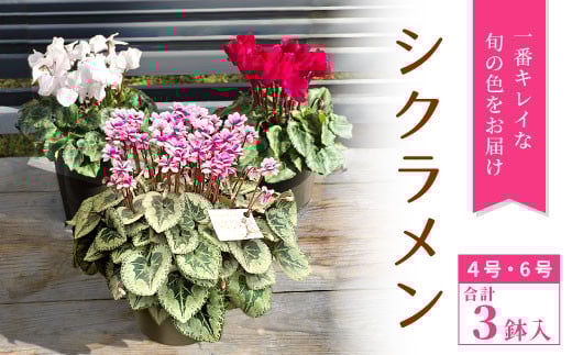 〈予約品〉シクラメン　4号鉢２鉢セットと6号鉢1鉢 鉢花 花 クリスマス 冬の花 ギフト 贈り物 プレゼント -039