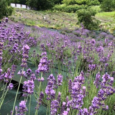 ふるさと納税 池田町 ラベンダー生花  イングリッシュ系ミックス  500g |  | 01