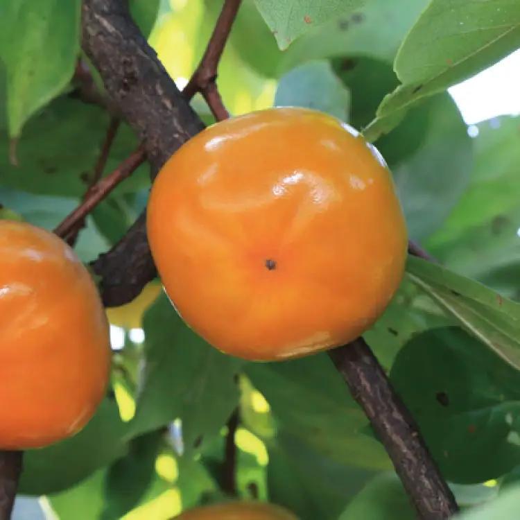 【秋の美味】【和歌山ブランド】 濃厚たねなし柿　秀品　L～4Lサイズ　約7.5kg入り【ard012D】