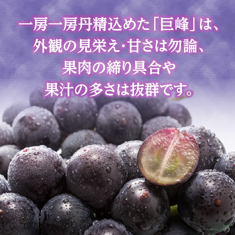 種なし 巨峰 約1.4kg（350g×4パック）｜7月上旬～8月上旬発送予定 産地直送 朝採れ 種なし 甘い ジューシー 大粒 数量限定 冷蔵 ぶどう ブドウ 葡萄 デザート 果物 くだもの フルーツ