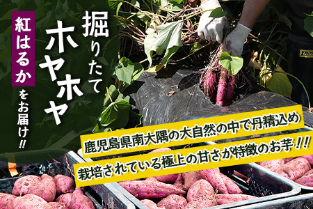 さつまいも 紅はるか 堀りたて 5kg ( 1箱 ) Lサイズ 新物 鹿児島県産 2025年9月下旬より順次出荷|【さつまいも 紅はるか 堀りたて 新物 鹿児島県産 5kg ( 1箱 ) Lサイズ 先
