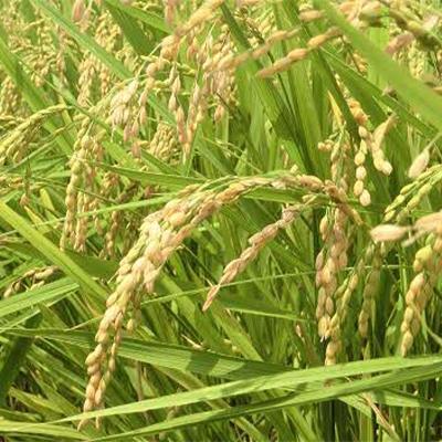 ふるさと納税 那賀町 那賀町相生産のお米「あきさかり」白米10kg |  | 02