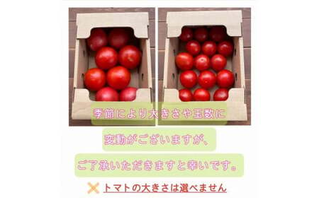 【大人気！】たった3ヶ月しか食べられない 幻のファーストトマト たっぷり1.4kg（3月～5月発送） H004-127