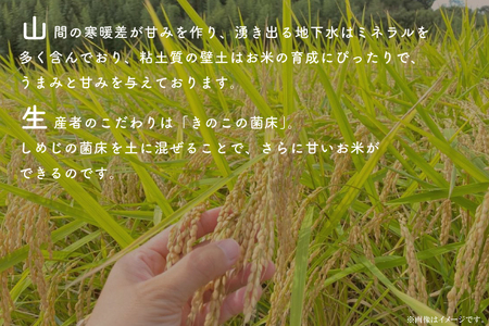 【先行予約】【2026年9月末より順次発送】【茨城県共通返礼品/潮来市】【12ヶ月定期便】栽培期間中出来るだけ農薬を減らしたかすみ米 10kg(玄米)　茨城県潮来市産
