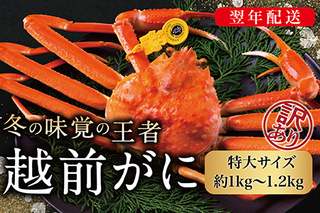 【2026年発送】越前がに（オス）「ずわいがに」特大（1.0-1.2kg） 訳あり 1杯