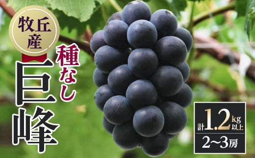 ＜2025年先行受付＞山梨直送!!種なし巨峰　2～3房(1.2kg以上)_ 巨峰 種なし巨峰 種なし ぶどう 葡萄 果物 くだもの フルーツ 人気 おすすめ 送料無料 産地直送 贈答 人気 おすすめ 