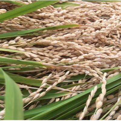 ふるさと納税 大垣市 【令和7年産】れんげハツシモ玄米 15kg |  | 02