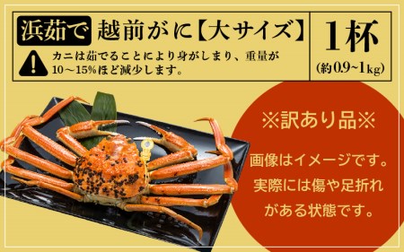 【訳あり】越前がに本場の越前町からお届け！越前がに浜茹で大サイズ（生で約0.9～1kg）×1杯【かに カニ 蟹】【2月発送分】 [e49-x001_02] 福井県 雄 ズワイガニ ボイル 冷蔵 越前が